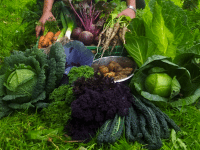 Levering af biodynamiske grøntsager