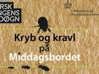 Smag på insekter