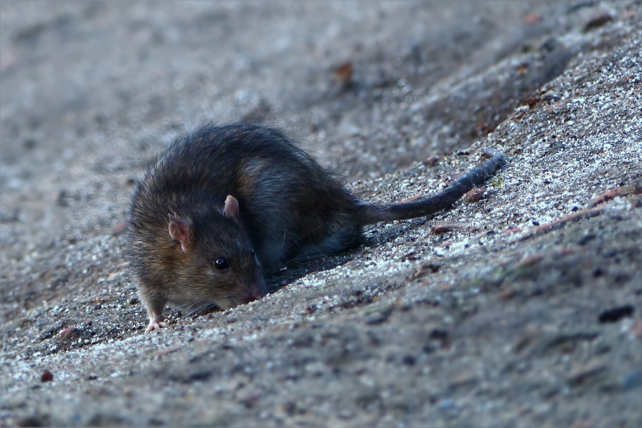 Holstebro Kommune får ny rottebekæmper
